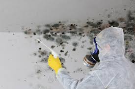 Best Forensic Mold Investigation in Weissport East, PA